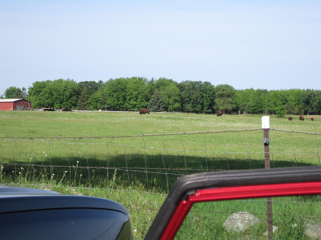 The view from our parking spot - BUFFALO!